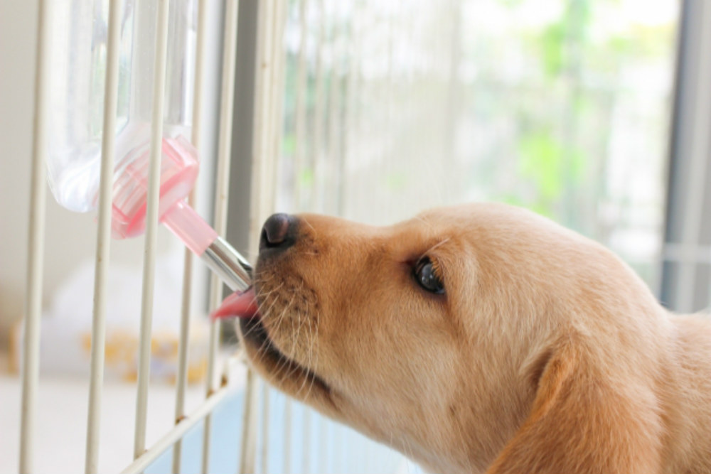 ワンちゃんの癒しの場！愛犬用室内ゲージ・サークルを10選を紹介！｜ワタシト